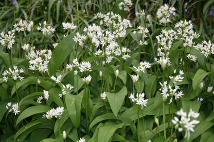 Ramsons