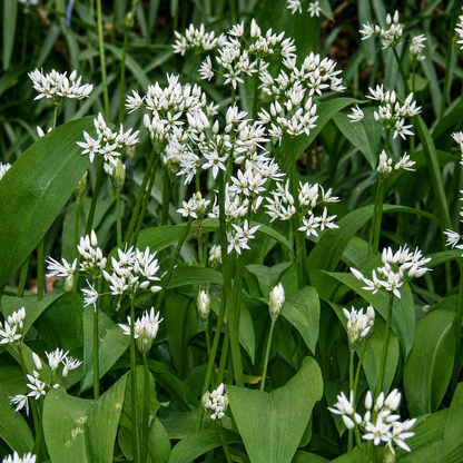Ramsons