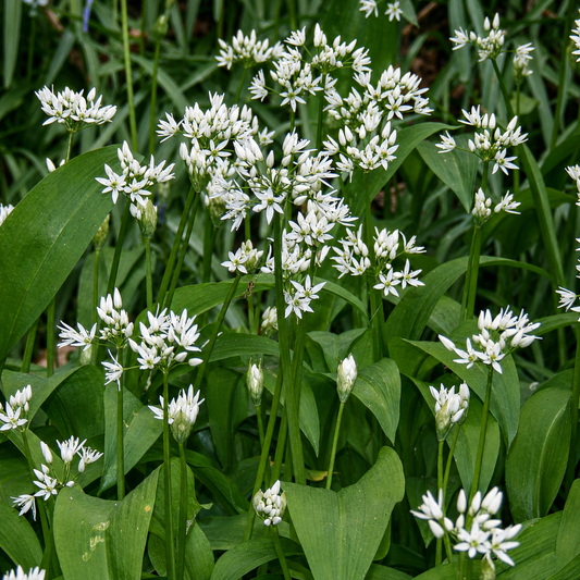Ramsons