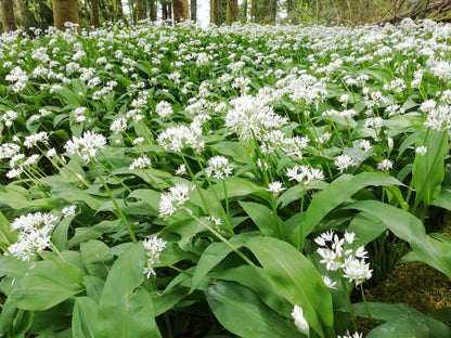 Ramsons