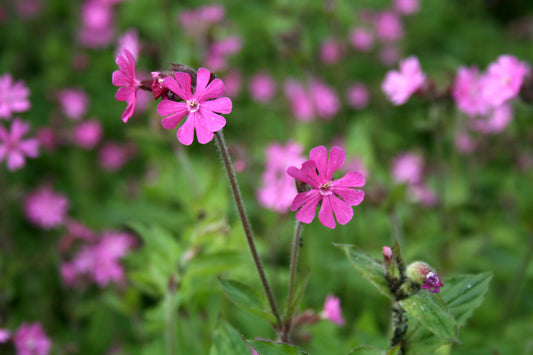 Red Campion