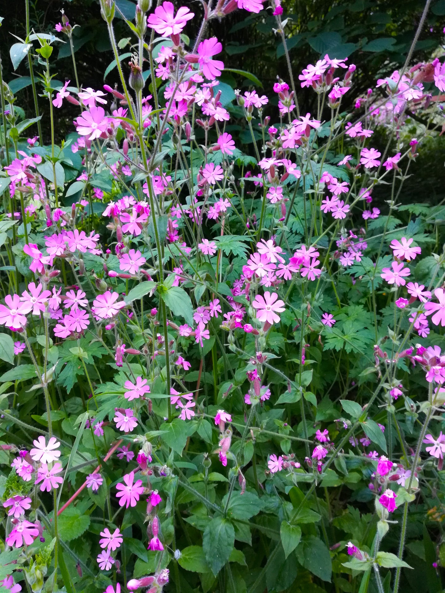 Red Campion