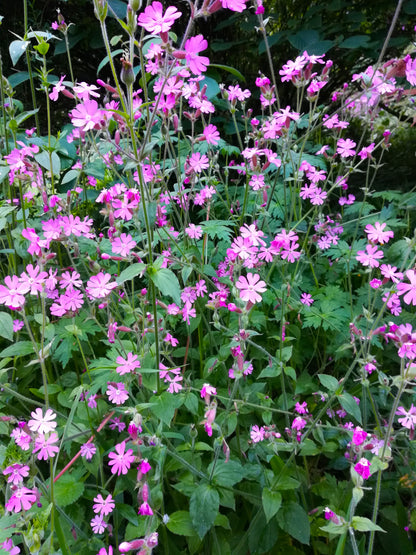 Red Campion