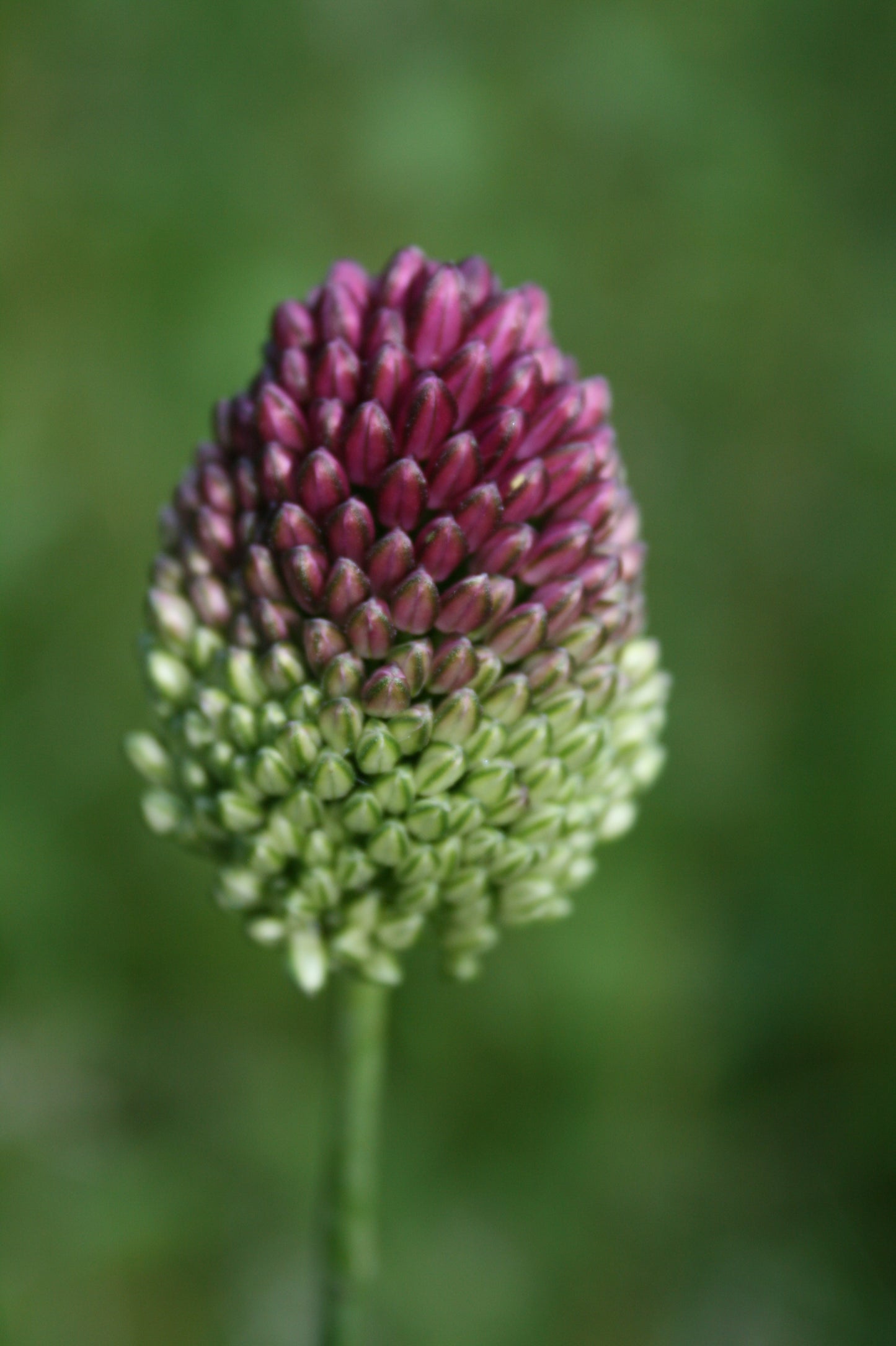 Round Headed Leek
