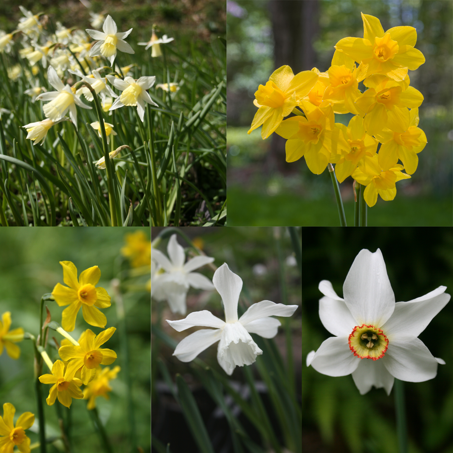 Scented Cottage Daffodil Collection