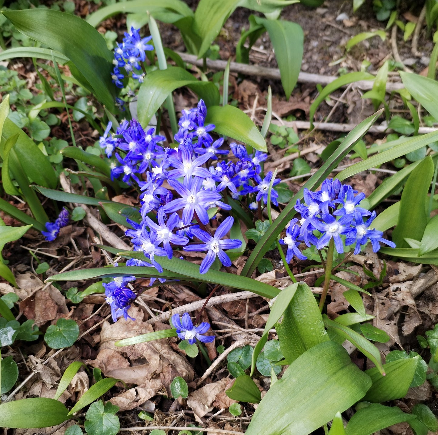 Scilla bifolia