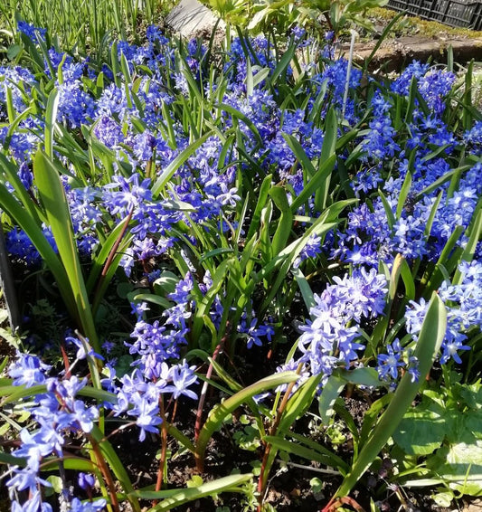 Scilla bifolia