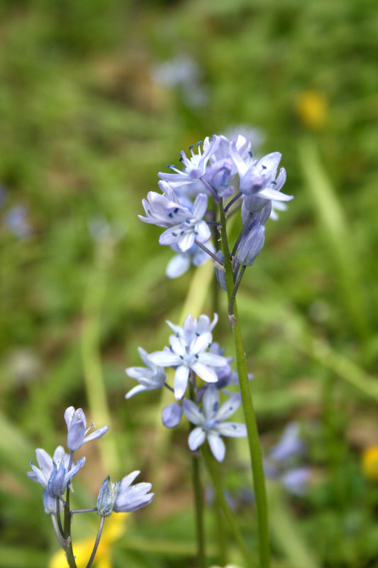 Scilla bithynica