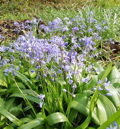 Scilla bithynica