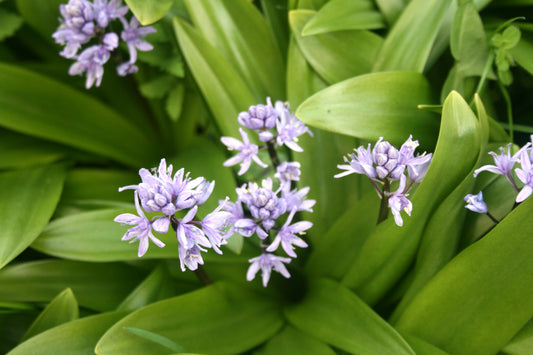 Scilla lilio-hyacinthus