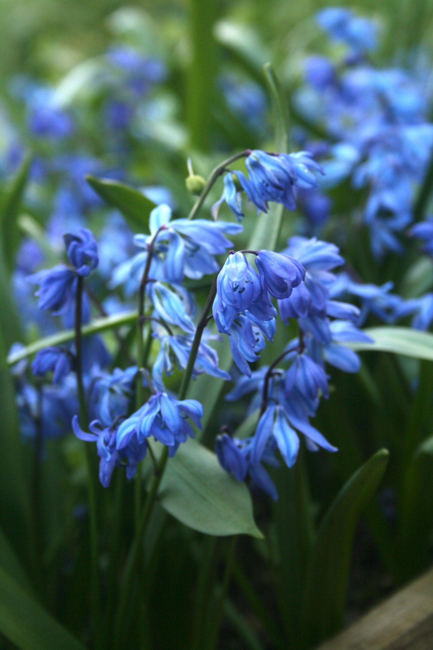 Scilla siberica