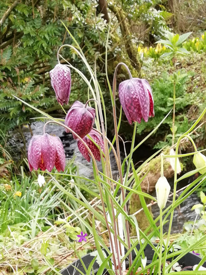 Snakes Head Fritillary (Purple/Red)