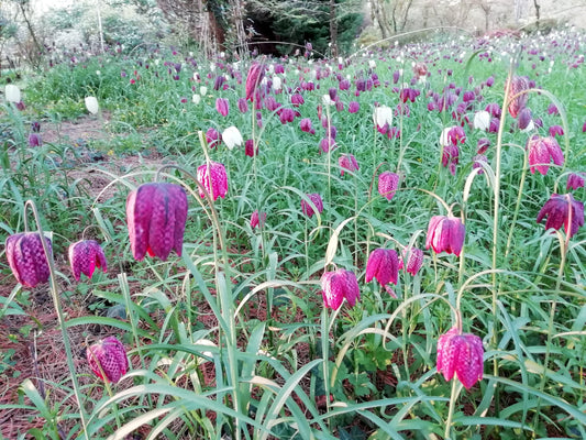 Snakes Head Fritillary (Purple/Red)
