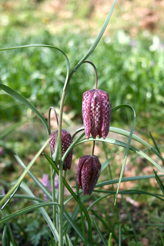 Snakes Head Fritillary (Purple/Red)