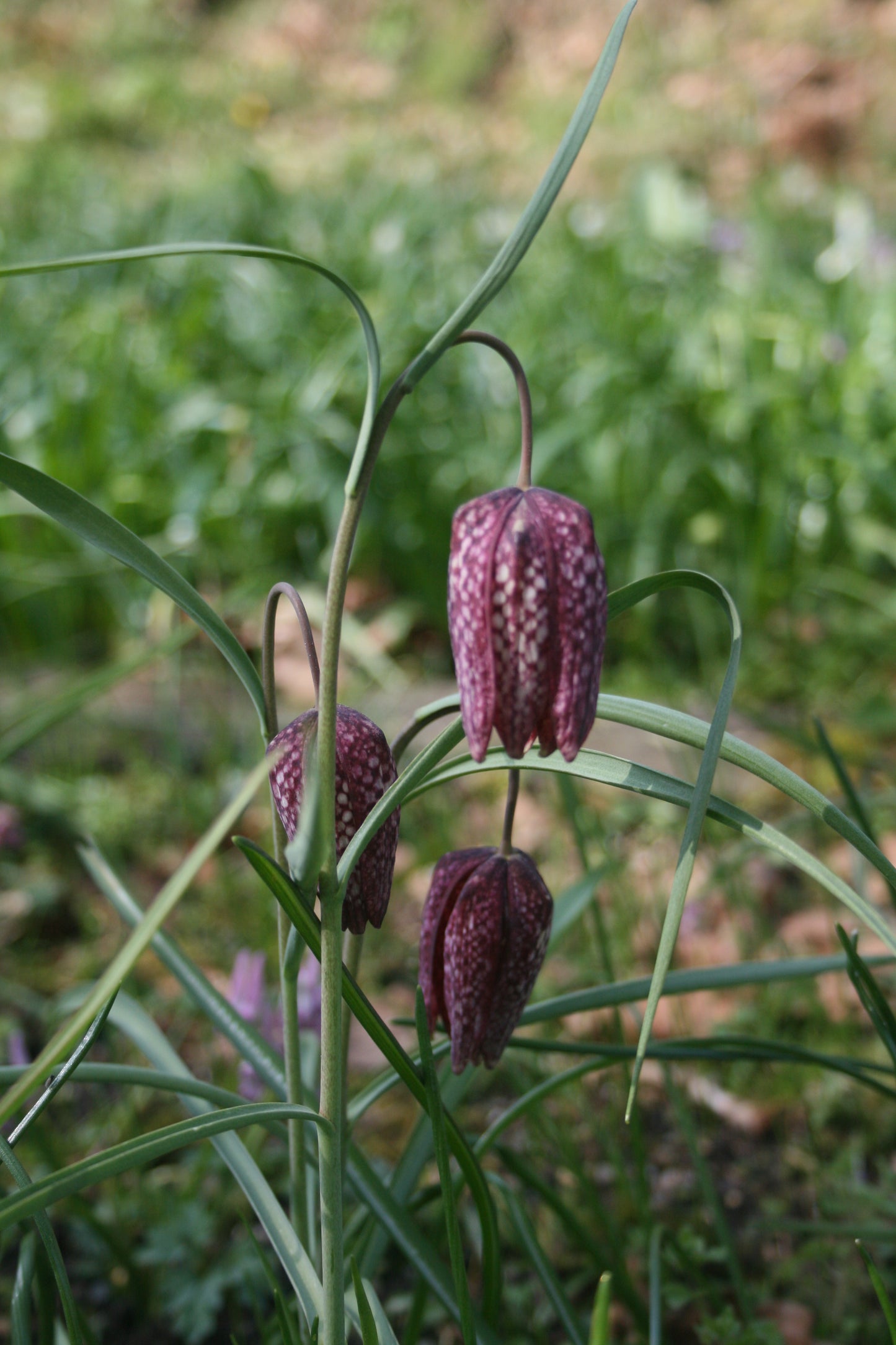 Bee Pollinator Bulb Collection
