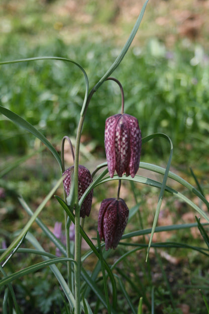 Bee Pollinator Bulb Collection
