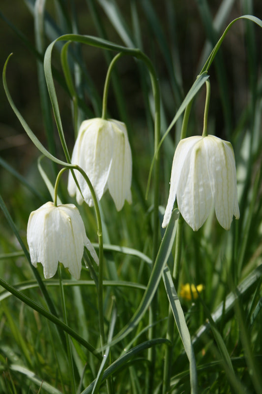 Snakes Head Fritillary (White)