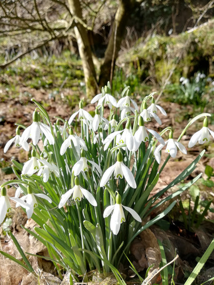 Snowdrop (Single)