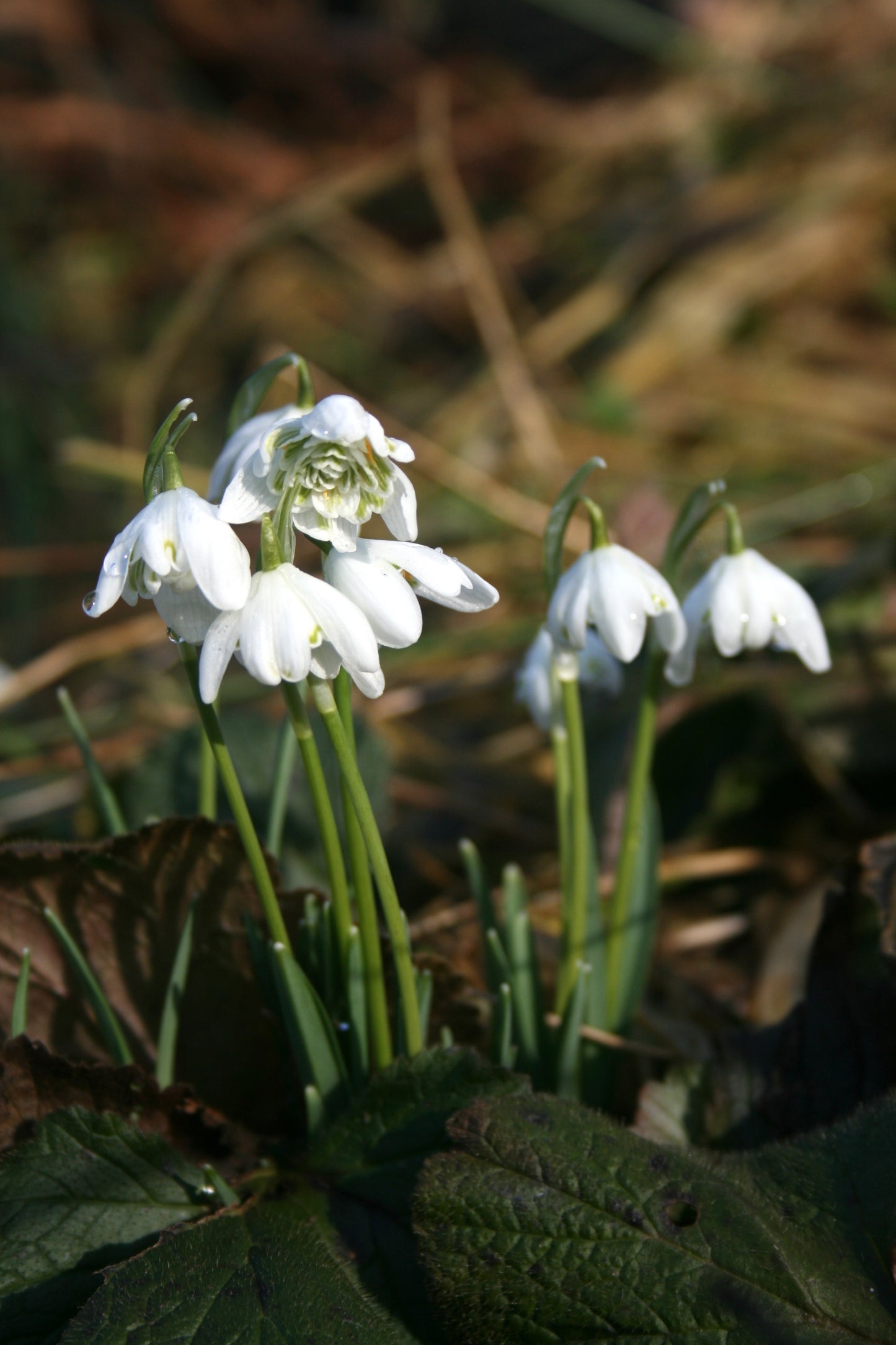 Snowdrop (Double)