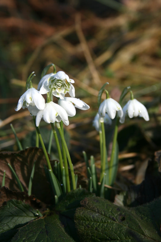 Snowdrop (Double)