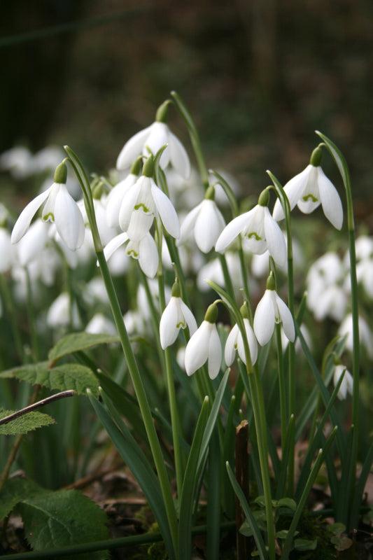 Snowdrop (Single)