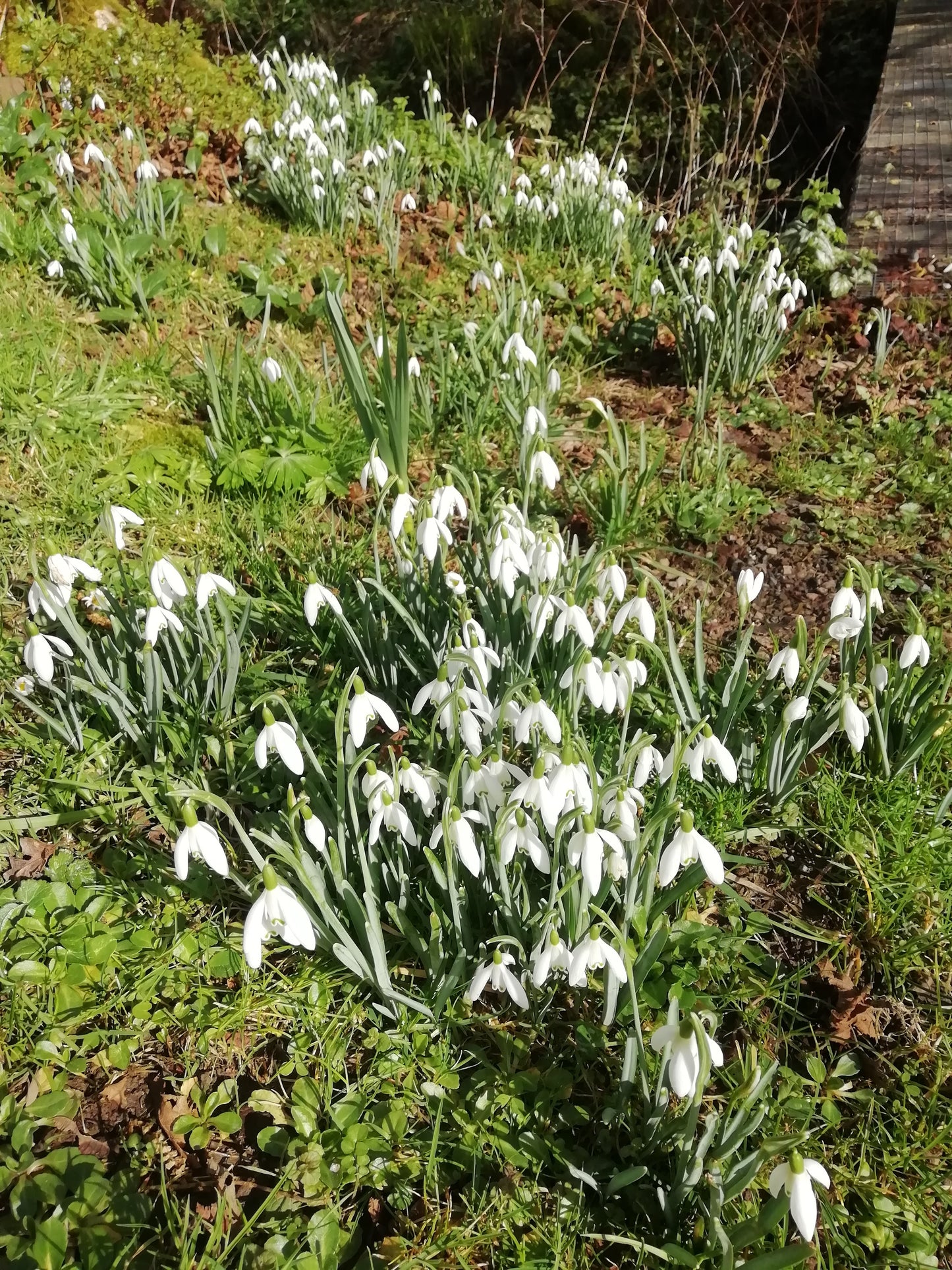 Snowdrop (Single)