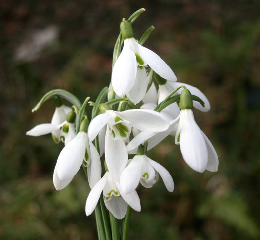 Snowdrop (Single)