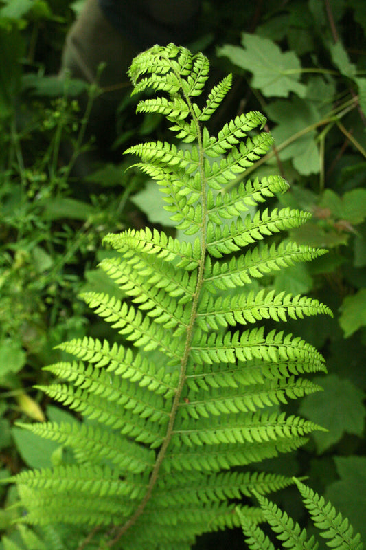 Soft Shield Fern