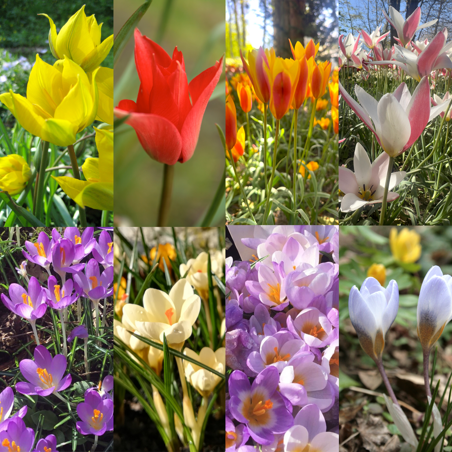 Species Tulip & Crocus Collection