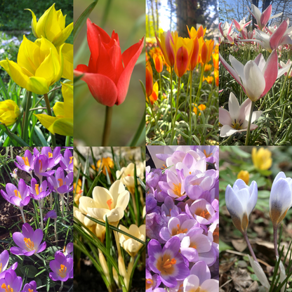 Species Tulip & Crocus Collection