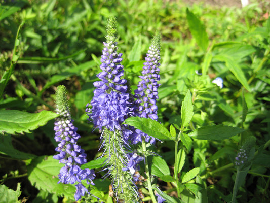 Spiked Speedwell
