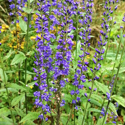 Spiked Speedwell