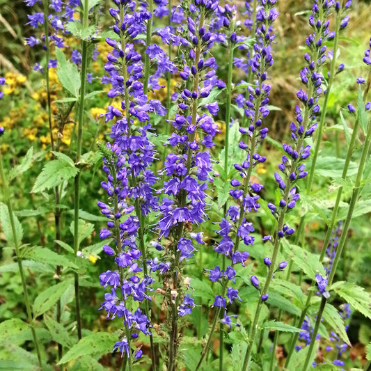 Spiked Speedwell