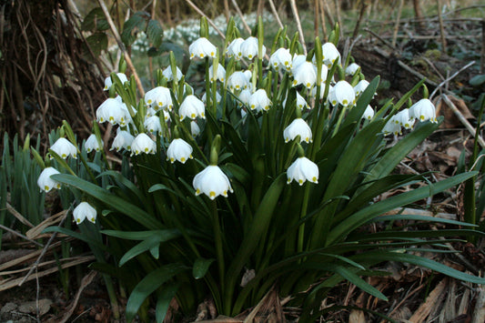 Spring Snowflake