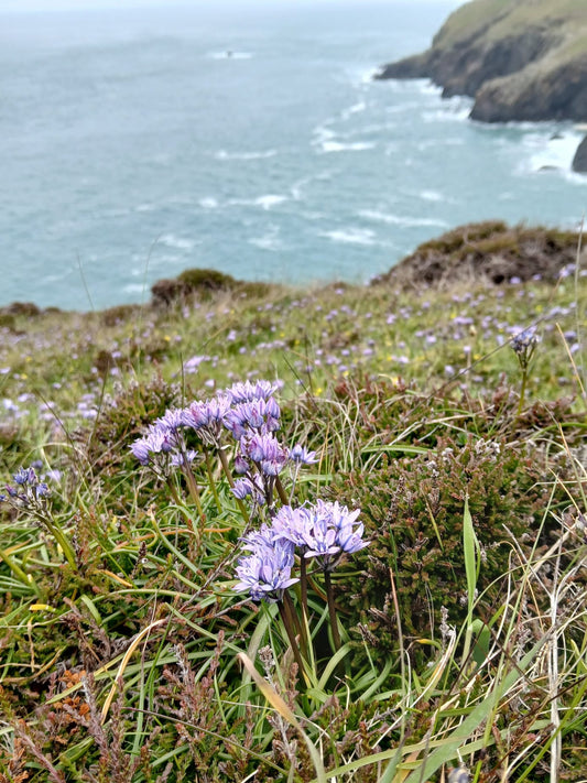 Spring Squill