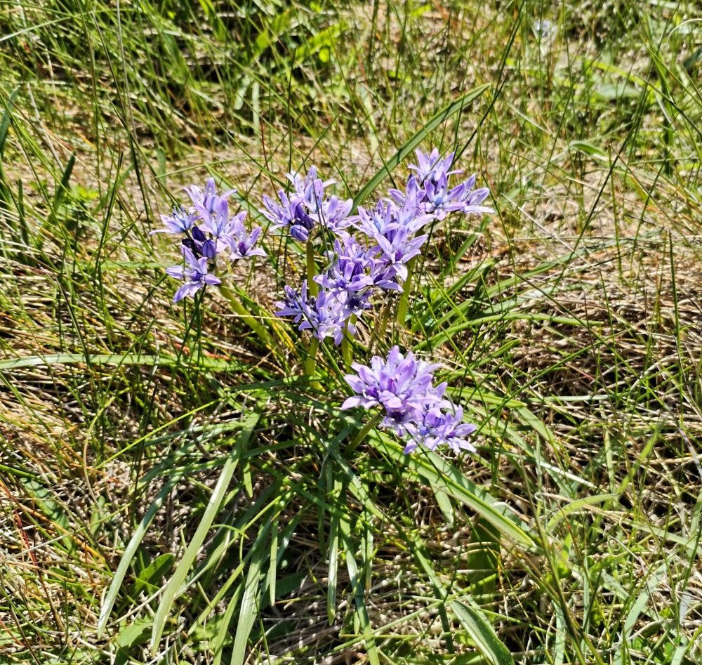 Spring Squill