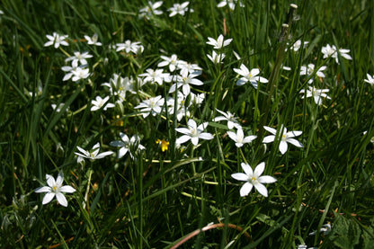 Star of Bethlehem