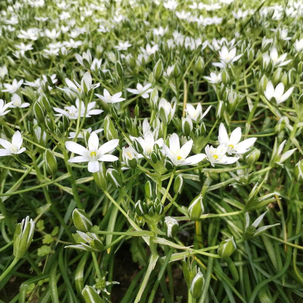 Meadow Naturalising Collection