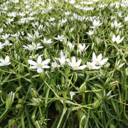 Meadow Naturalising Collection