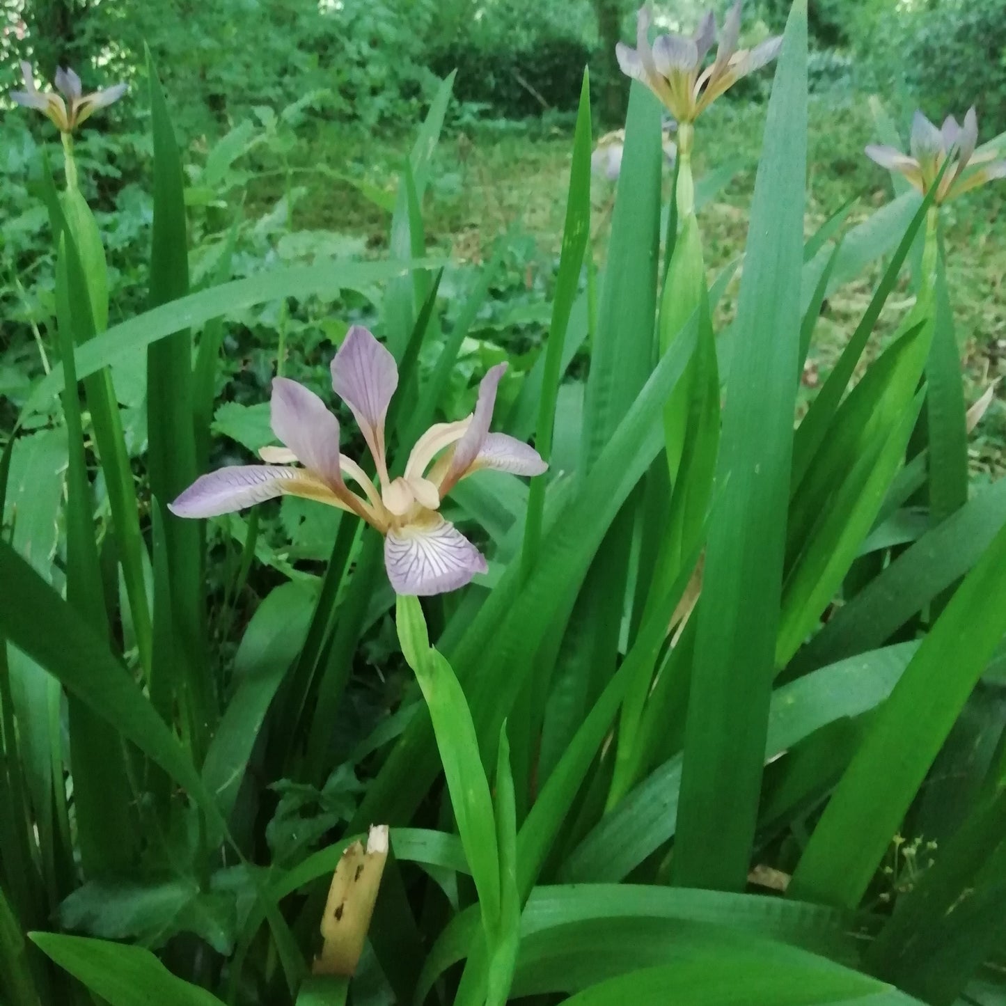 Stinking Iris