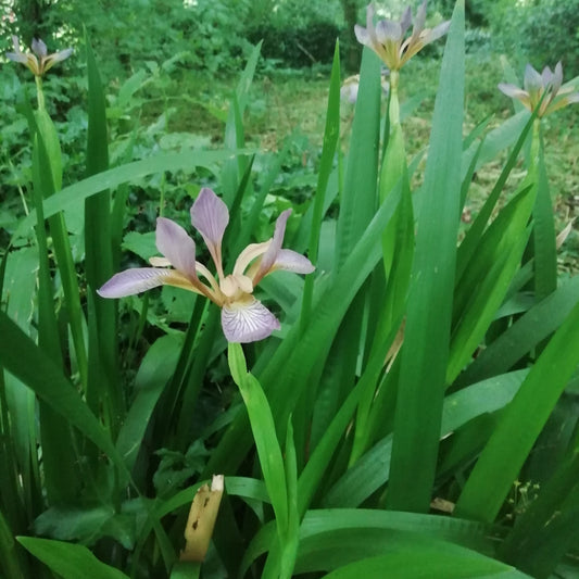 Stinking Iris