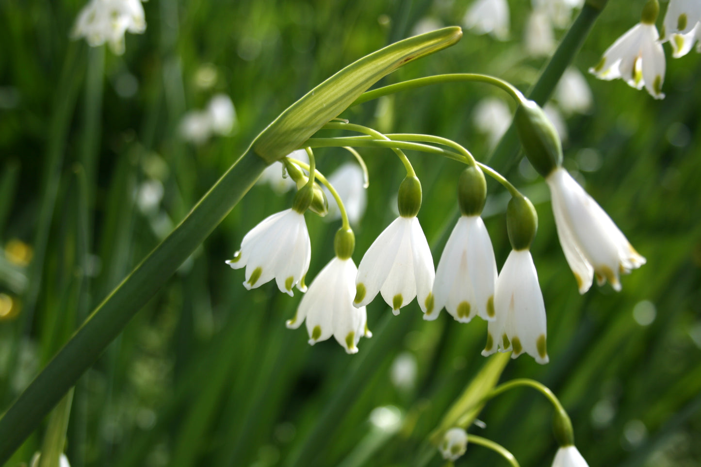 Summer Snowflake