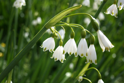 Summer Snowflake