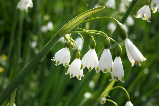 Summer Snowflake