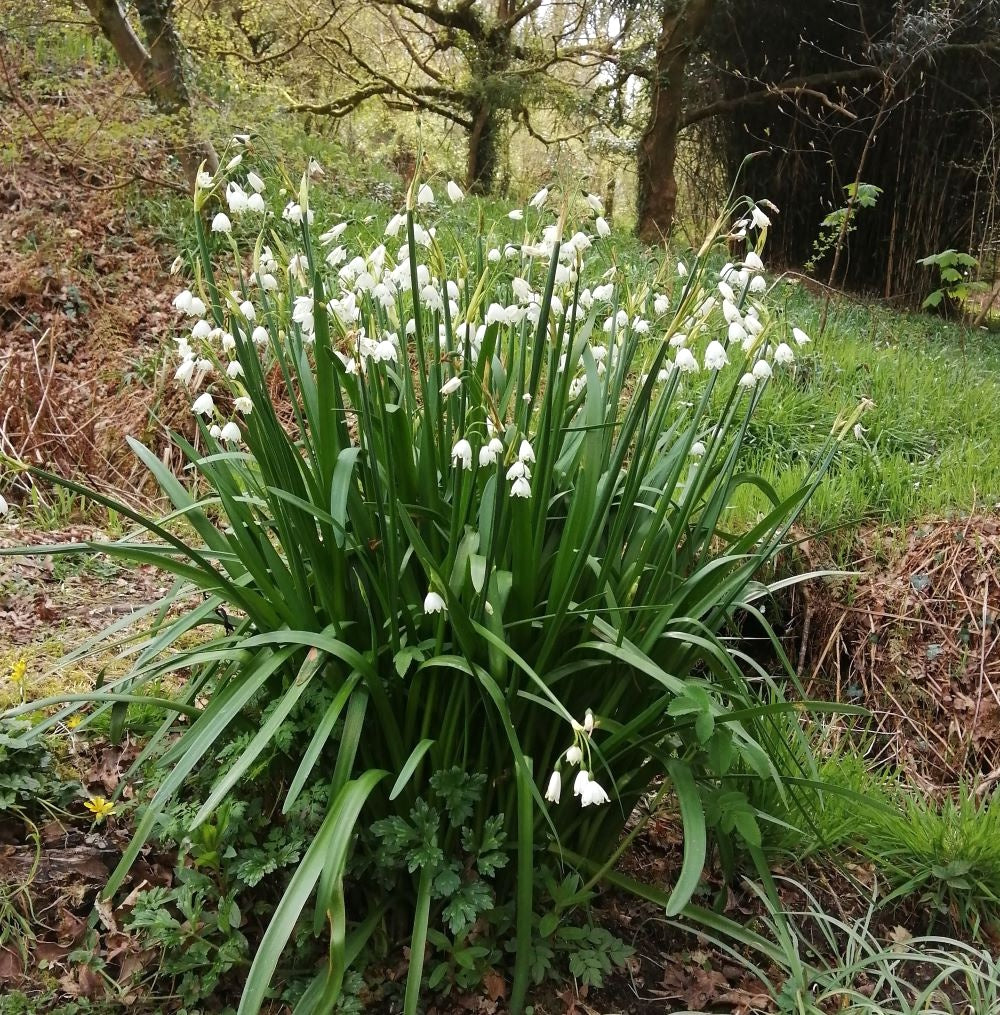 Summer Snowflake