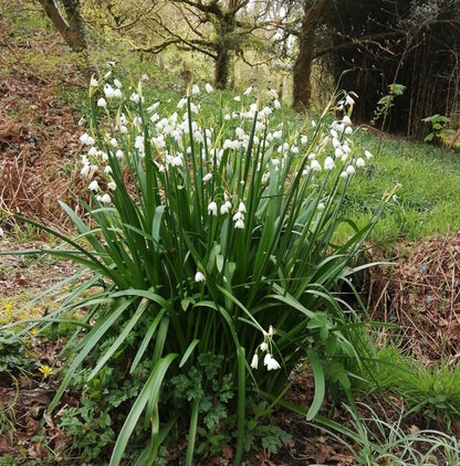 Summer Snowflake