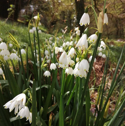 Summer Snowflake