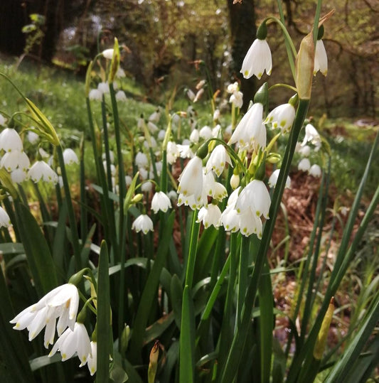 Summer Snowflake