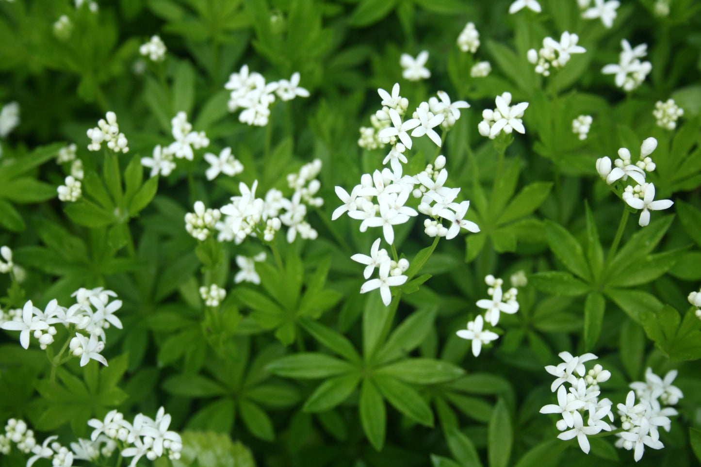 Sweet Woodruff