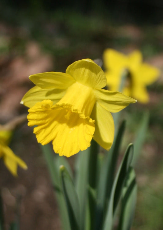 Tenby Daffodil